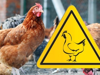 В рамках предупреждения и недопущения распространения высокопатогенного гриппа птиц, публикуем памятку по профилактике.